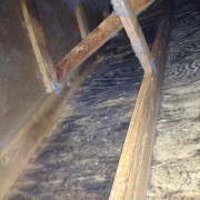 Mold in the Attic