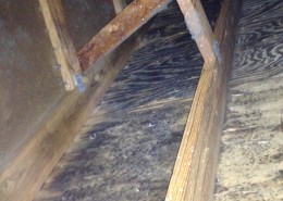 Mold in the Attic